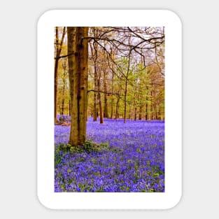 Bluebell Woods Greys Court England UK Sticker